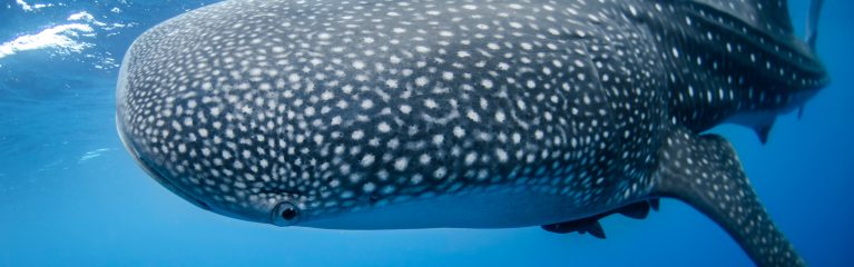 A Shark Whale swimming in the Pacific Ocean
